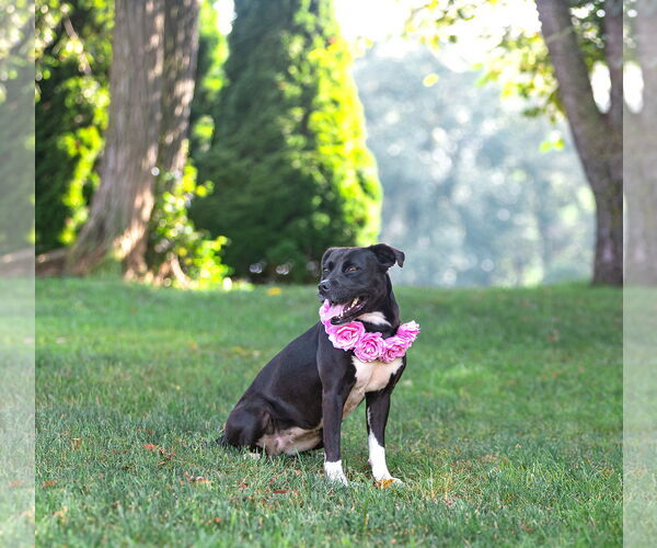 Medium Photo #4 Labrador Retriever-Unknown Mix Puppy For Sale in Unionville, PA, USA