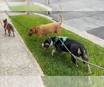 Small #4 American Bulldog Mix