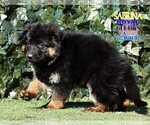 Small #11 German Shepherd Dog