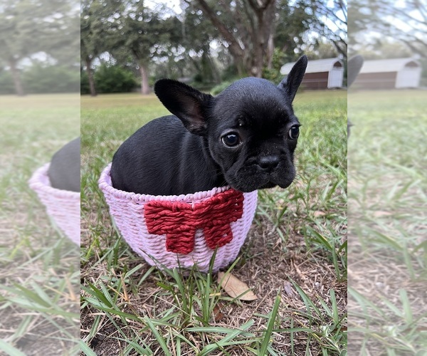 Medium Photo #2 French Bulldog Puppy For Sale in LUTZ, FL, USA