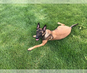 Belgian Malinois Puppy for sale in BISHOP, CA, USA