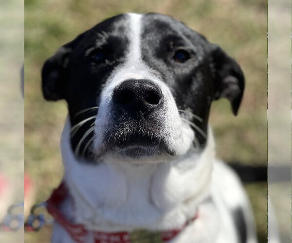 Medium Photo #5 Mutt Puppy For Sale in Canton, CT, USA