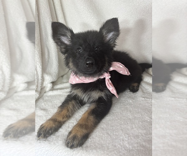 Medium Photo #2 German Shepherd Dog Puppy For Sale in GREENFIELD, IN, USA