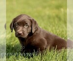 Small #3 Labrador Retriever