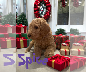 Poodle (Standard) Puppy for sale in SACRAMENTO, CA, USA