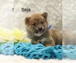 Puppy Seja Shiba Inu