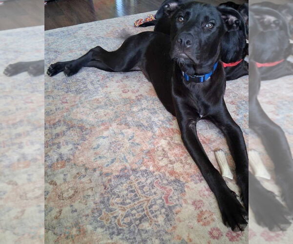 Medium Photo #2 Labrador Retriever-Unknown Mix Puppy For Sale in Aurora, IN, USA