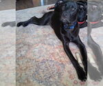 Small #1 Labrador Retriever Mix