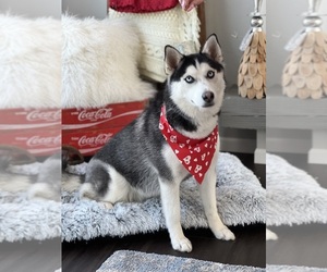Siberian Husky Puppy for sale in SHAWANO, WI, USA