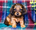 Puppy Adam Dachshund