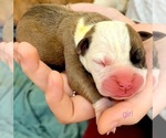 Small Photo #5 Olde English Bulldogge Puppy For Sale in ATHENS, AL, USA