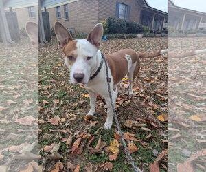 Ozzy - Male Staffordshire Bull Terrier-Unknown Mix Dog for Adoption - Photo #7