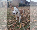 Small Photo #7 Staffordshire Bull Terrier-Unknown Mix Puppy For Sale in Munford, TN, USA