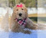 Small Photo #2 Goldendoodle Puppy For Sale in FROSTPROOF, FL, USA