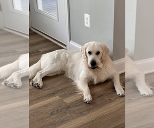 Father of the English Cream Golden Retriever puppies born on 10/21/2025