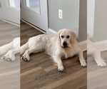 Small Photo #1 English Cream Golden Retriever Puppy For Sale in SPOTSYLVANIA, VA, USA
