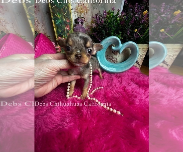Medium Photo #3 Chihuahua Puppy For Sale in TRACY, CA, USA