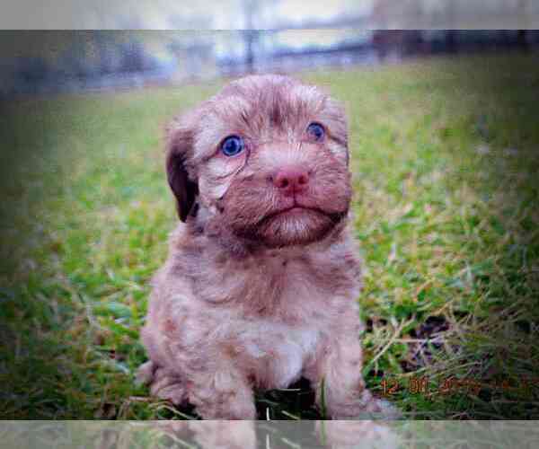 Medium Photo #8 Havanese Puppy For Sale in MARSHFIELD, MO, USA