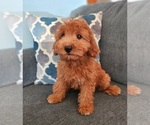 Small #3 Goldendoodle
