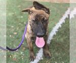 Small #5 Labrador Retriever Mix