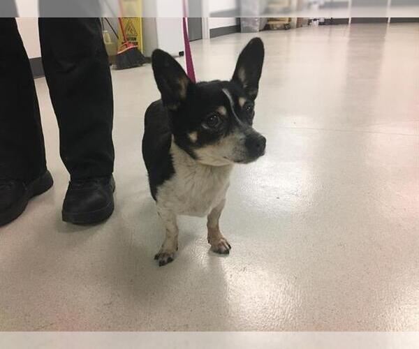 Medium Photo #1 Chihuahua-Unknown Mix Puppy For Sale in Corona, CA, USA