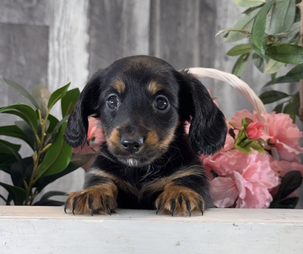 Medium Photo #4 Dachshund Puppy For Sale in CANOGA, NY, USA