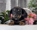 Small #3 Dachshund