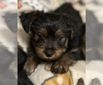 Small Photo #6 Yorkshire Terrier Puppy For Sale in ORLANDO, FL, USA
