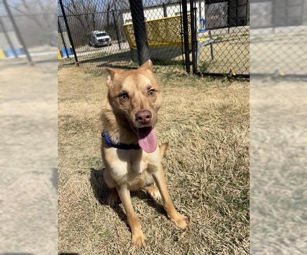 Medium Photo #1 German Shepherd Dog-Unknown Mix Puppy For Sale in Temple, TX, USA