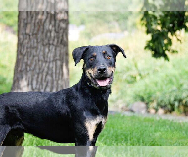 Medium Photo #1 Rottweiler-Unknown Mix Puppy For Sale in Sandy, UT, USA