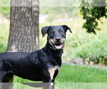 Small Rottweiler Mix