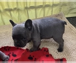 Small Photo #19 French Bulldog Puppy For Sale in TRENTON, TX, USA