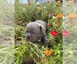 Small #8 Faux Frenchbo Bulldog