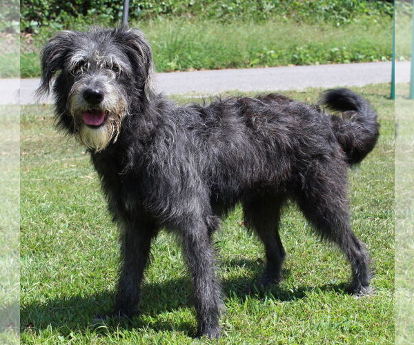 Medium Photo #1 Bearded Collie-Unknown Mix Puppy For Sale in Prattville, AL, USA