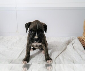 Boxer Puppy for sale in LEXINGTON, KY, USA