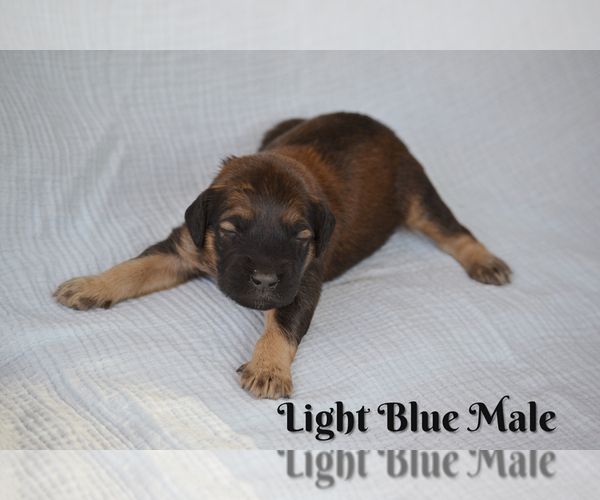 Medium Photo #2 Goldendoodle Puppy For Sale in SANTA CLARA, UT, USA