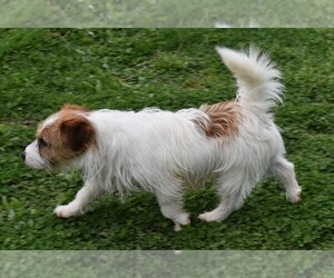 Father of the Russell Terrier puppies born on 09/11/2022