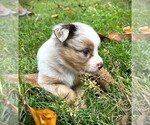 Image preview for Ad Listing. Nickname: Pumpkin