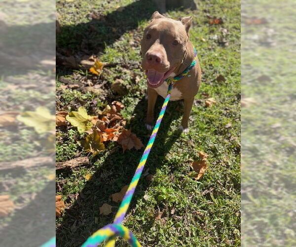 Medium Photo #6 American Staffordshire Terrier Puppy For Sale in Rosenberg, TX, USA