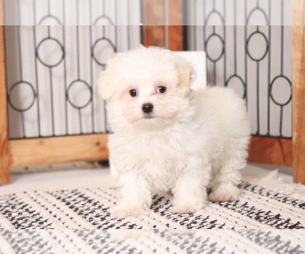 Medium Photo #3 Maltese Puppy For Sale in NAPLES, FL, USA