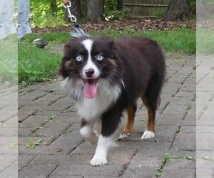 Father of the Miniature Australian Shepherd puppies born on 07/06/2025