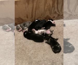 Australian Shepherd Puppy for sale in BROOKSVILLE, FL, USA