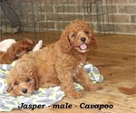 Small #4 Cavapoo