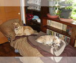 Small #8 Labrador Retriever Mix