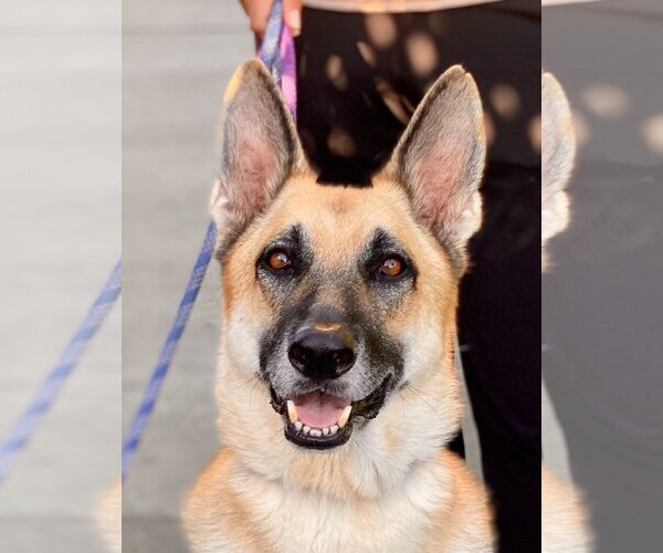Medium Photo #5 German Shepherd Dog Puppy For Sale in Newport Beach, CA, USA
