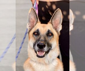 Stevie - Male German Shepherd Dog-Unknown Mix Dog for Adoption - Photo #5