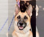 Small Photo #5 German Shepherd Dog Puppy For Sale in Newport Beach, CA, USA