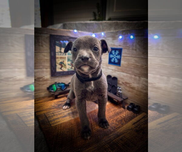 Medium Photo #1 Mutt Puppy For Sale in New London, WI, USA