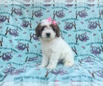 Small #2 Cavapoo
