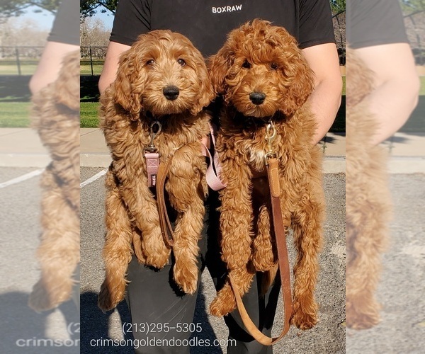 Medium Photo #1 Goldendoodle Puppy For Sale in BREA, CA, USA